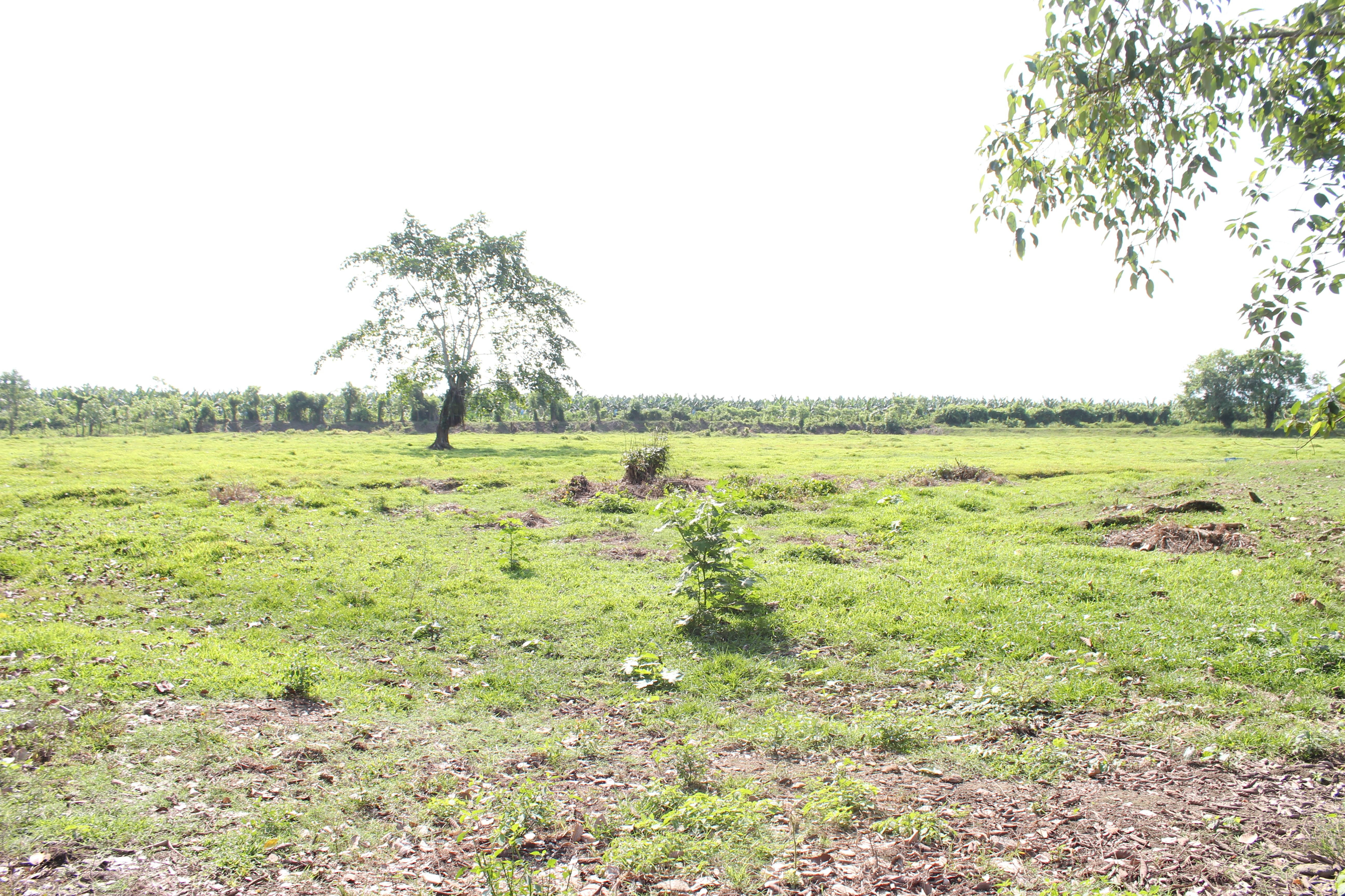 Fotografía No.7 de TERRENO EN VENTA PUERTO BARRIOS - IZABAL