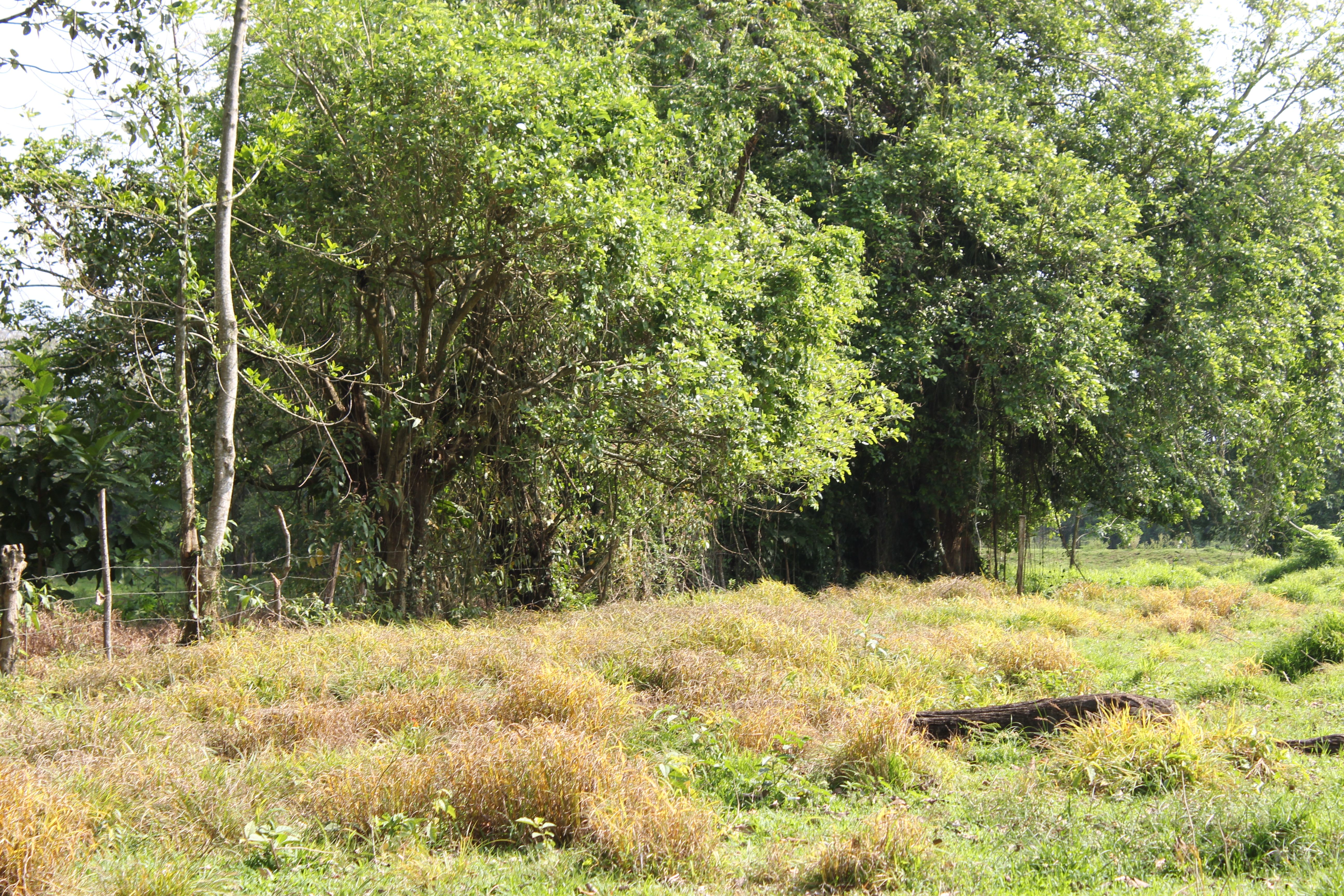 Fotografía No.11 de TERRENO EN VENTA PUERTO BARRIOS - IZABAL