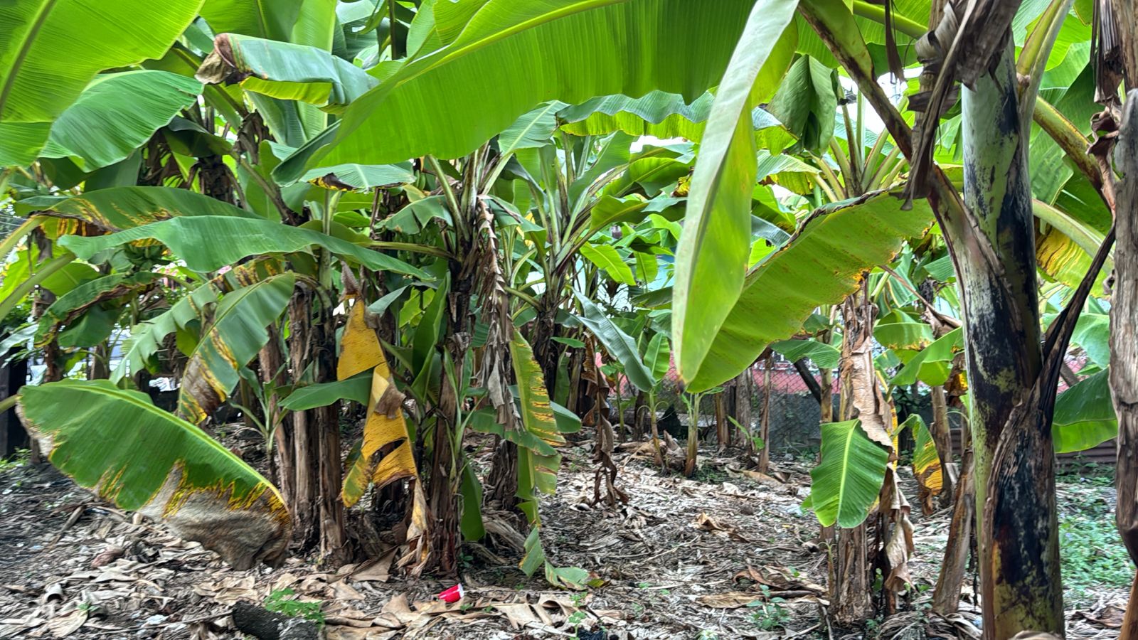 Fotografía No.2 de Terreno en Venta Santo Tomás de Castilla, Puerto Barrios