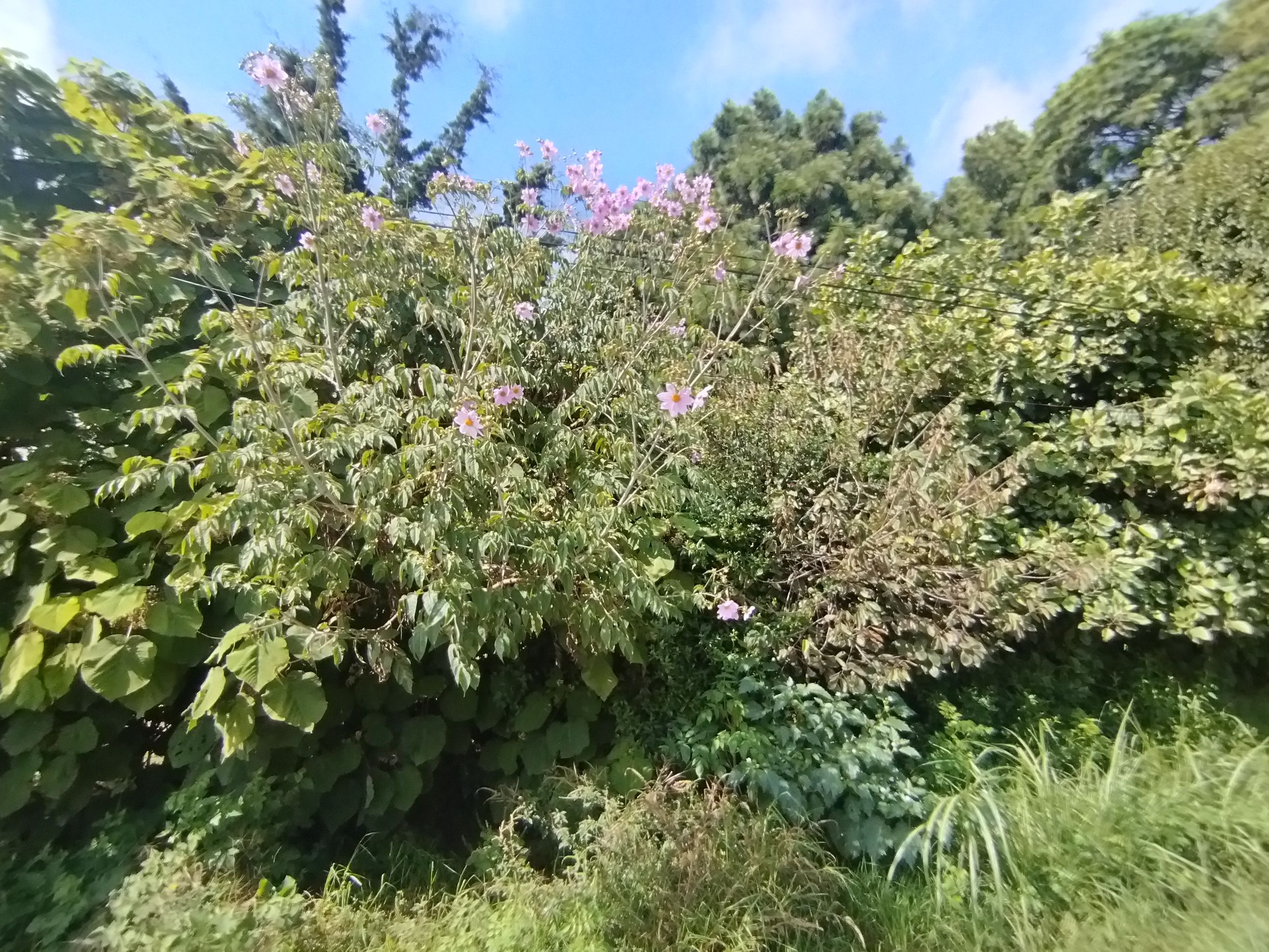 Fotografía No.4 de TERRENO EN RENTA MILPAS ALTAS SACATEPEQUEZ