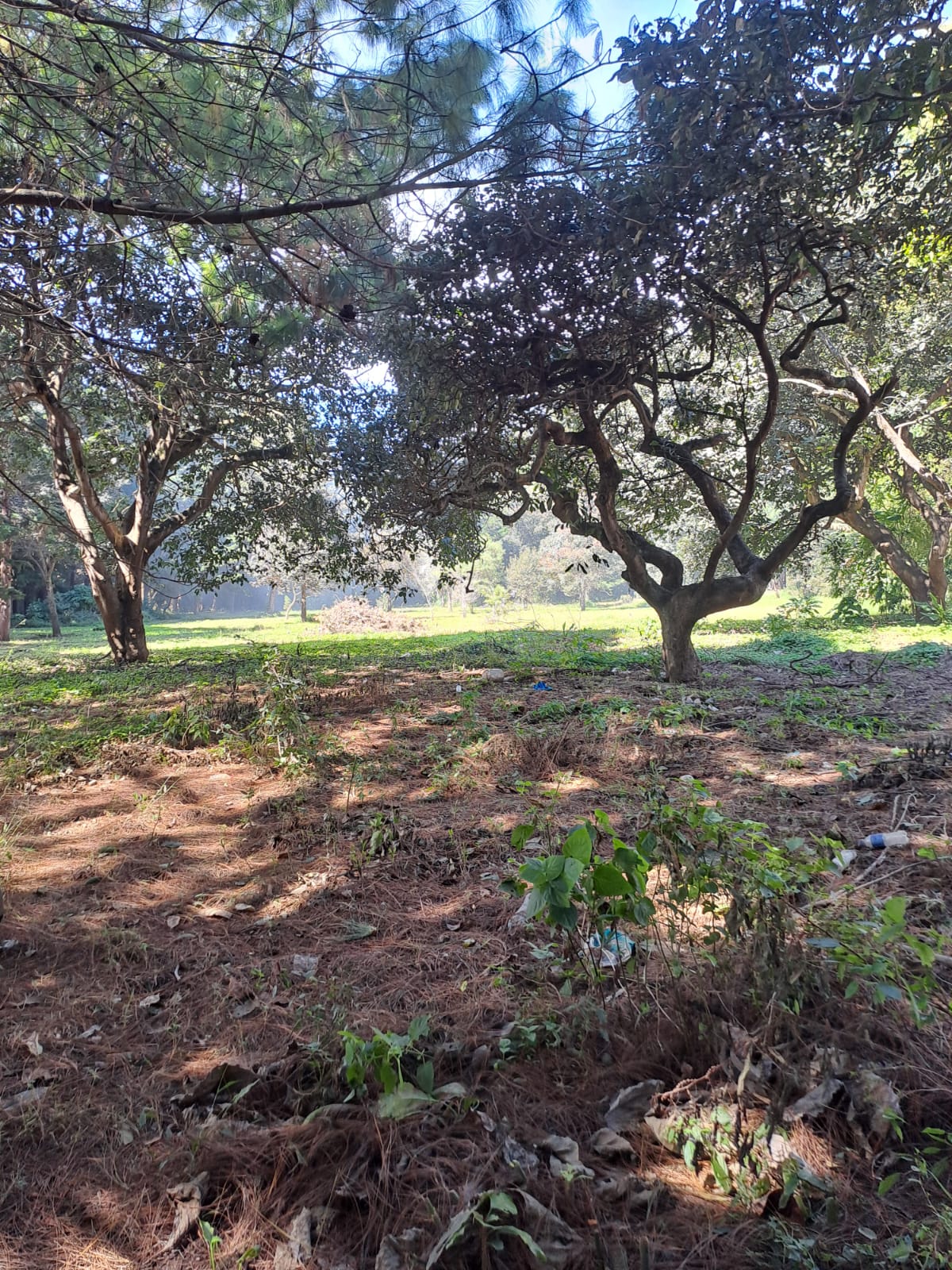 Fotografía No.1 de TERRENO EN RENTA MILPAS ALTAS SACATEPEQUEZ
