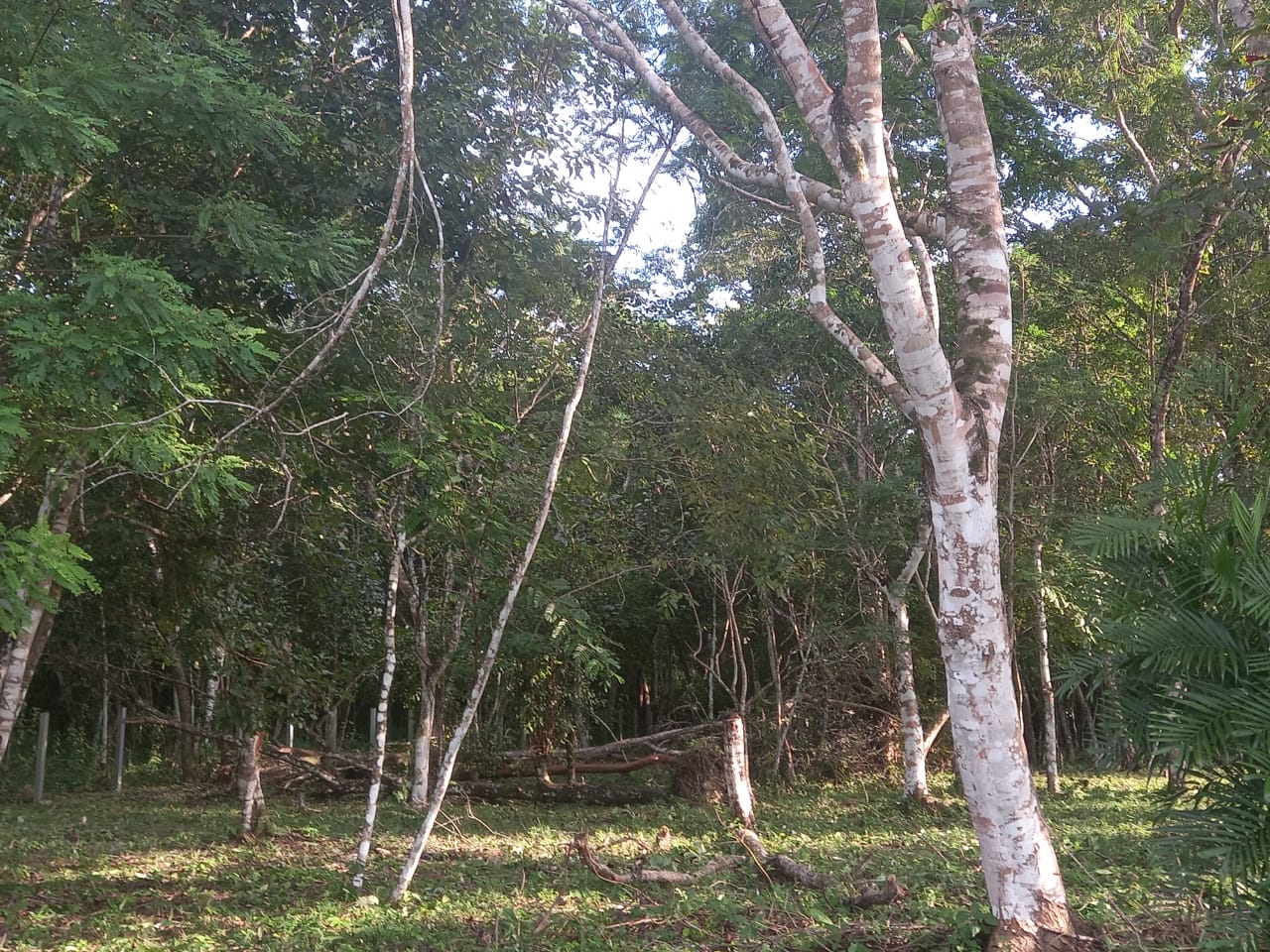 Fotografía No.2 de TERRENO EN VENTA FLORES PETÉN