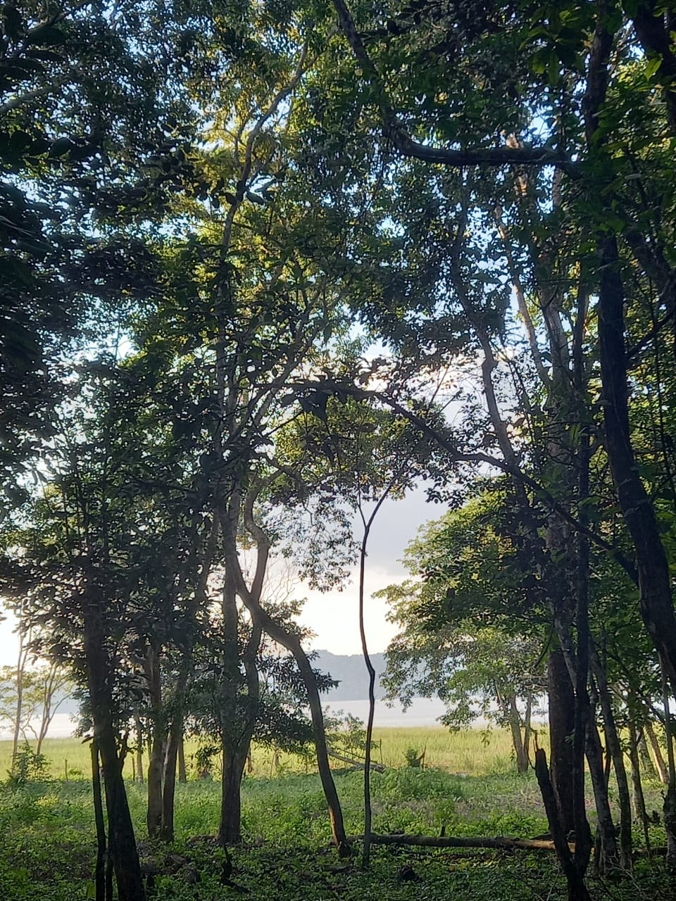 Fotografía No.3 de TERRENO EN VENTA FLORES PETÉN