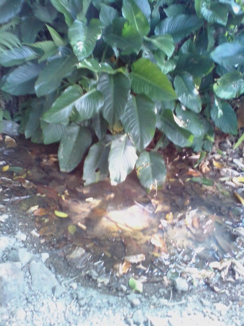 Fotografía No.1 de TERRENO EN VENTA 60 MNZ. EN CHIQUIMULA